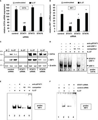 Frontiers | Identification of IL-27 as a novel regulator of major 